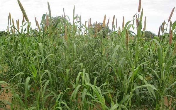 Pearl millet, the stable food