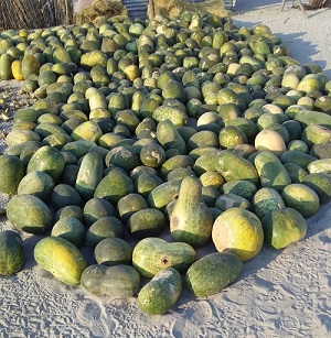 Food rots in villages