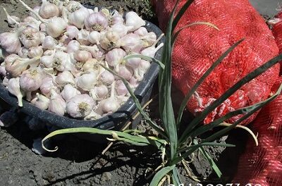 Fresh Garlic from Ruacana