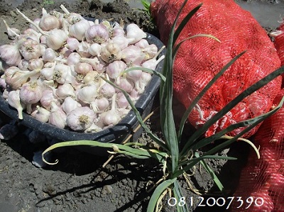 Fresh Garlic from Ruacana