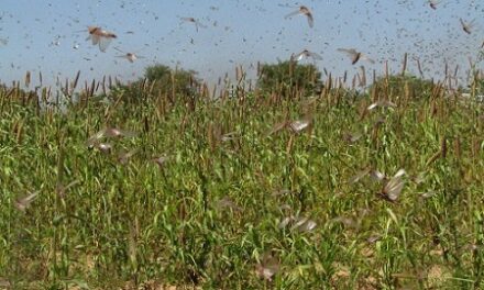 Swarm of locusts terrorise Ruacana