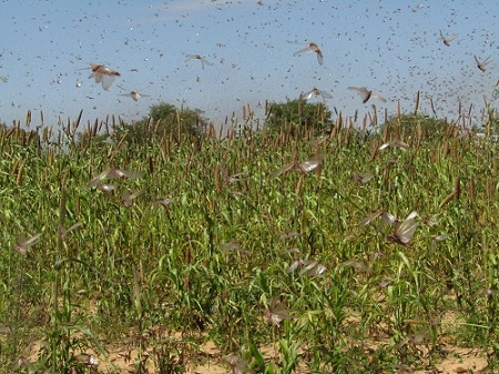 Swarm of locusts terrorise Ruacana