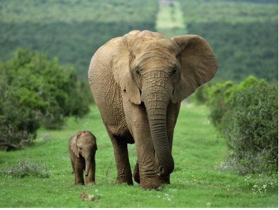 ‘No compensation’ but environment ministry gives 100,000 for elephant victim’s funeral