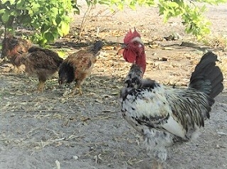 Respiratory diseases are biggest challenge in chicken farming