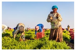 Farm workers get 18% increase on minimum wage