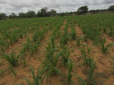 Good rains bring relief to mahangu farmers