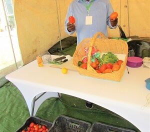 Okashakati farming tomatoes
