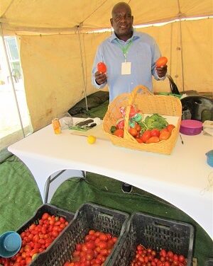 Okashakati farming tomatoes