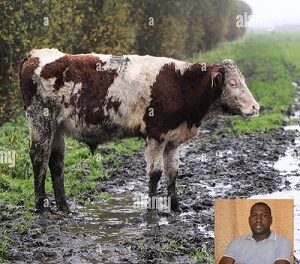 Good rainy season can be a bad experience for a farmer