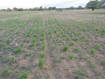 Crop farmers engage in weed control