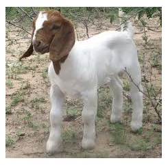 Understanding the winter lambing and kidding season