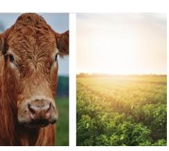 Agricultural sector sees 40% increase in loans from Agribank