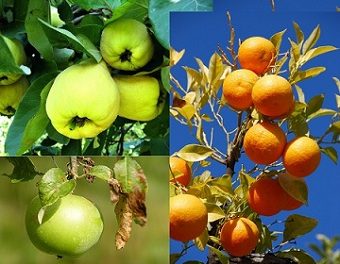 Namibia imports 96% of all fruits she consumes