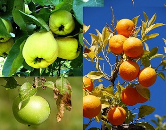 Namibia imports 96% of all fruits she consumes