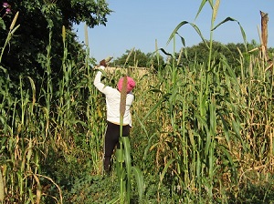Mahangu harvesting season has begun