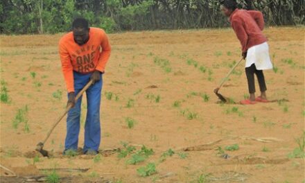 Showers bring hope to Omusati