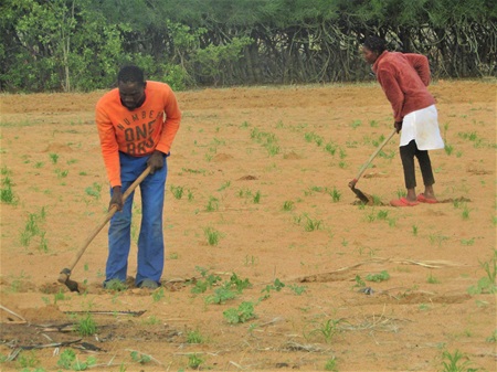 Showers bring hope to Omusati
