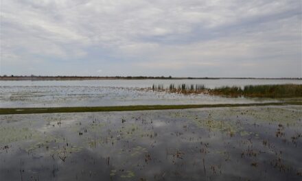 Olushandja dam more than half full