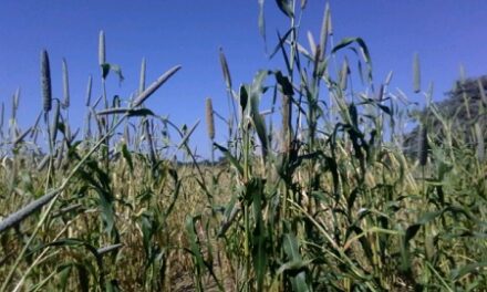 Harvesting time for omahangu begins