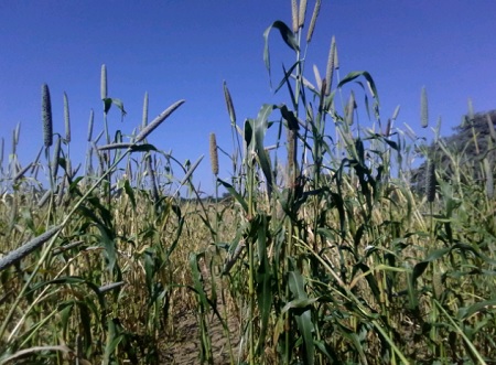 Harvesting time for omahangu begins