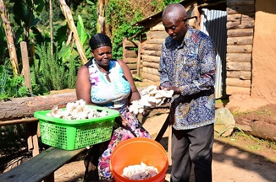 Hero mushroom transforms rural communities in Uganda to save cranes