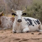 Angolan cattle smuggled into Namibia – Cunene police chief