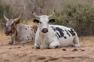 Angolan cattle smuggled into Namibia – Cunene police chief