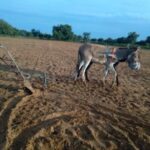 Rainy season is in swing, mahangu farmers are busy