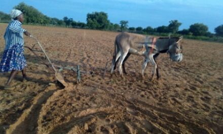 Rainy season is in swing, mahangu farmers are busy