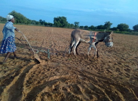 Rainy season is in swing, mahangu farmers are busy
