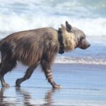 The Brown Hyena: Our Natural Diamond Story of Shared Responsibility