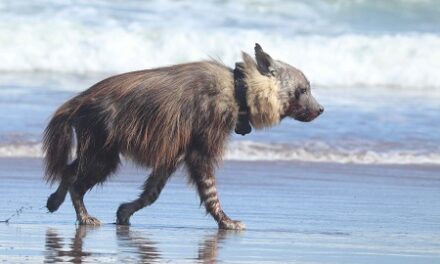 The Brown Hyena: Our Natural Diamond Story of Shared Responsibility