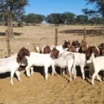 Goats stolen from Angola sold as meat for kapana in Namibia