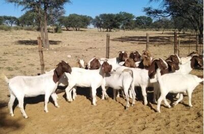 Goats stolen from Angola sold as meat for kapana in Namibia