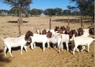 Goats stolen from Angola sold as meat for kapana in Namibia