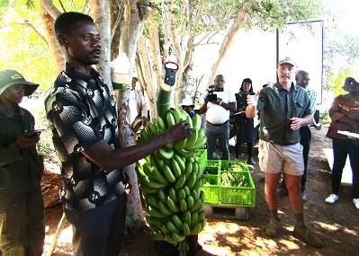 Etunda lya longo omabanana