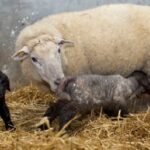 Preparing for winter makes business sense, says agri-expert
