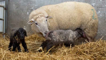 Preparing for winter makes business sense, says agri-expert