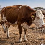 Farmer accused of starting FMD denies it